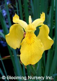 Iris pseudacorus 'Flore Pleno'                    